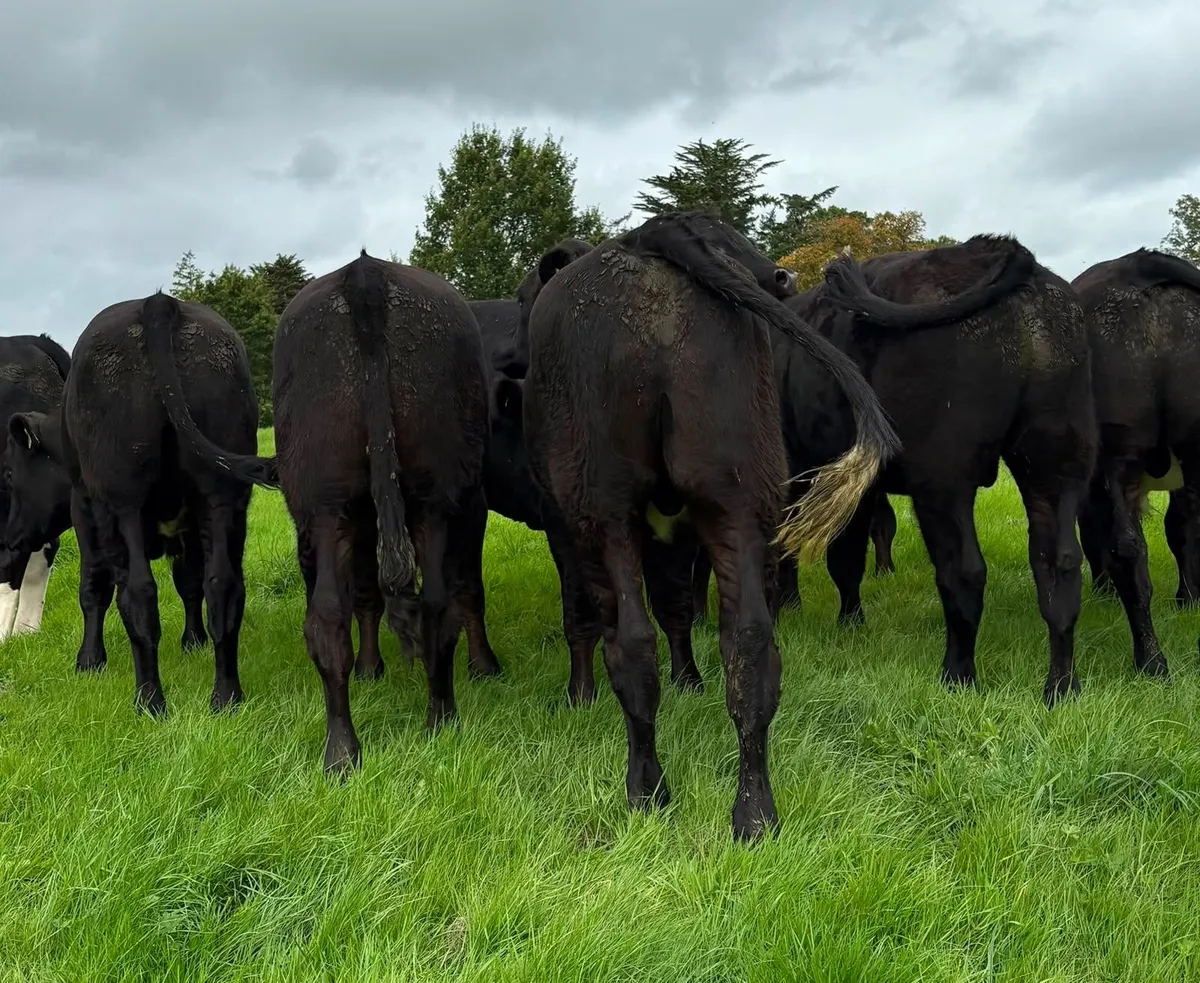 Cattle - Image 2
