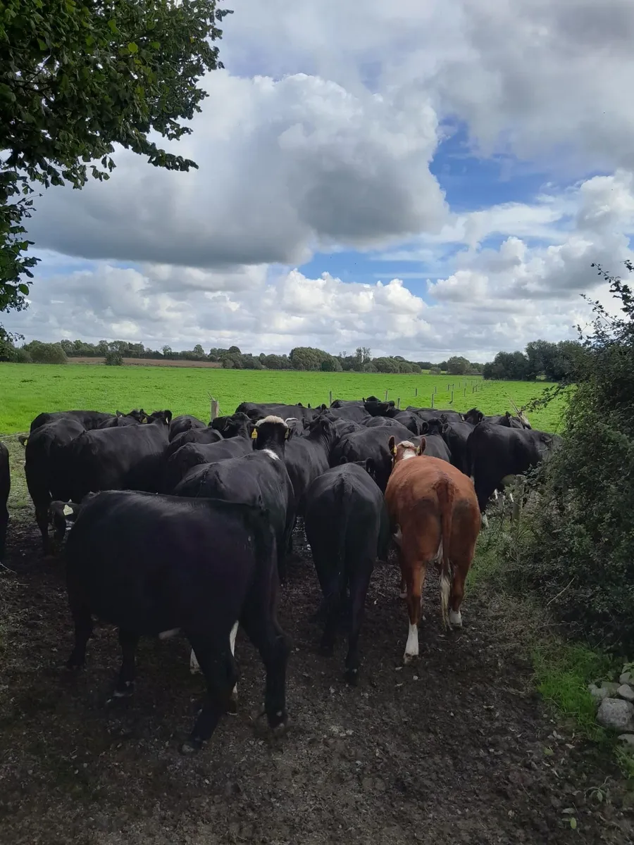Cattle - Image 3