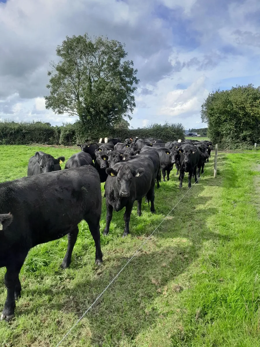 Cattle - Image 1