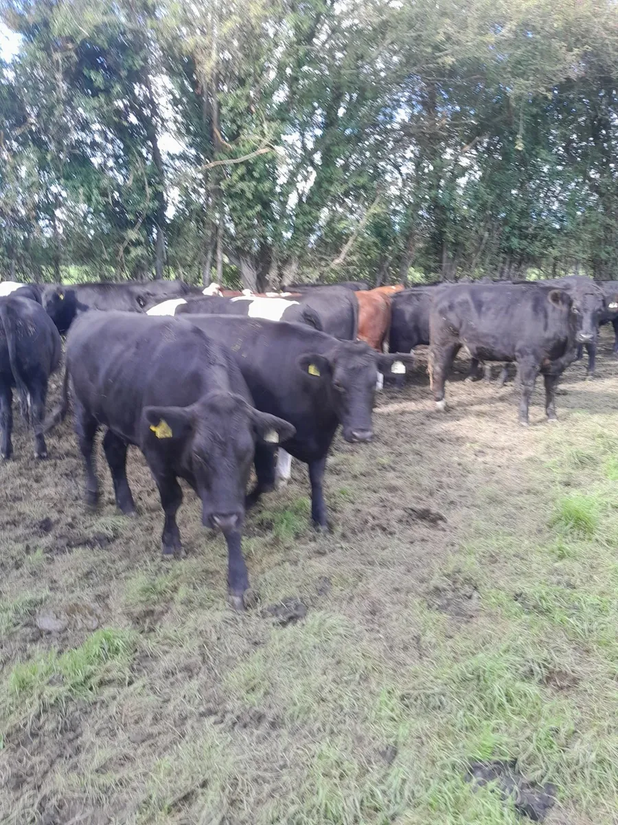 Cattle - Image 4