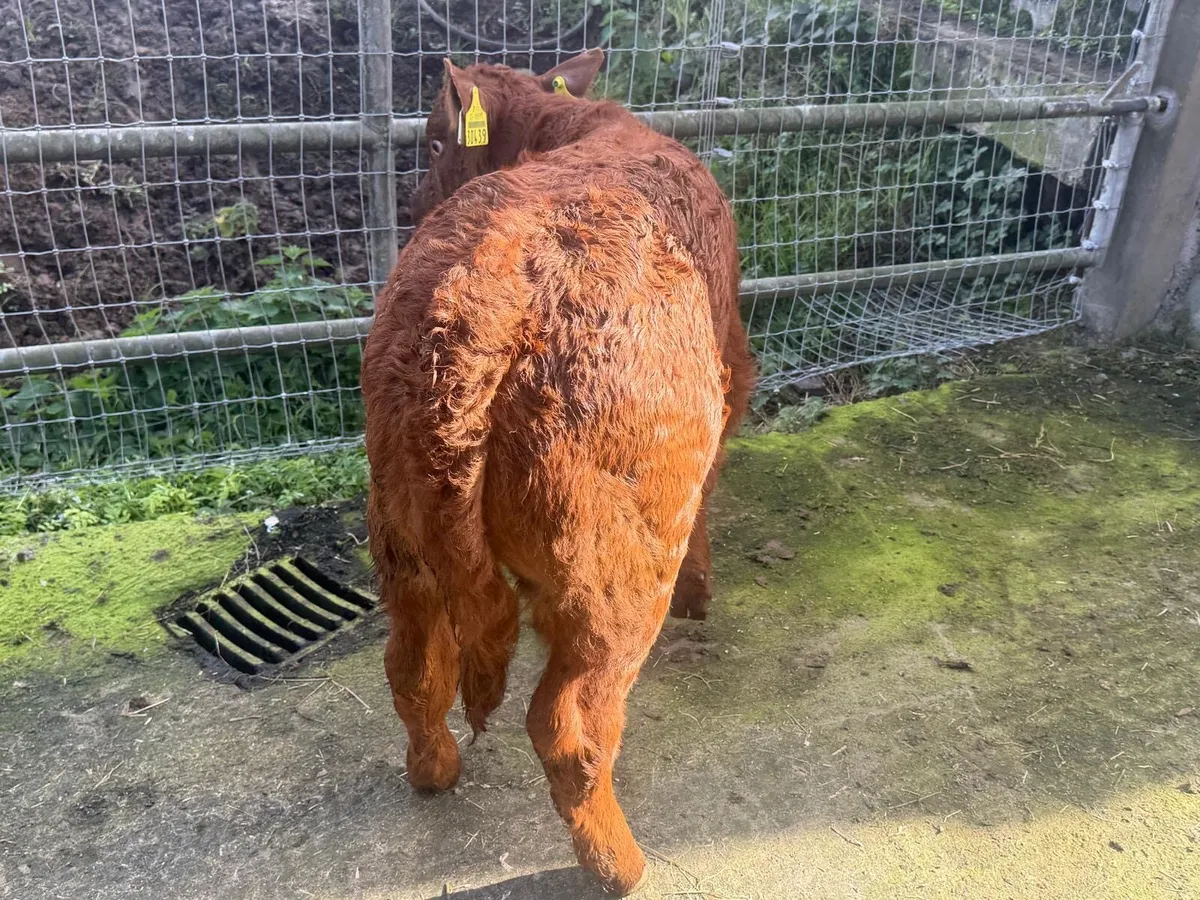 Suckler Bred Red Limousin Bull Calf - Image 2