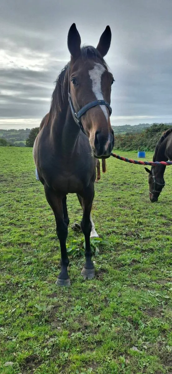 3yo Thoroughbred Berkshire Filly - Image 3