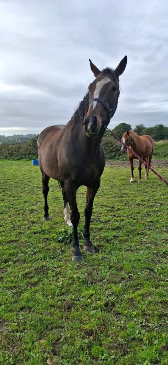 3yo Thoroughbred Berkshire Filly - Image 4