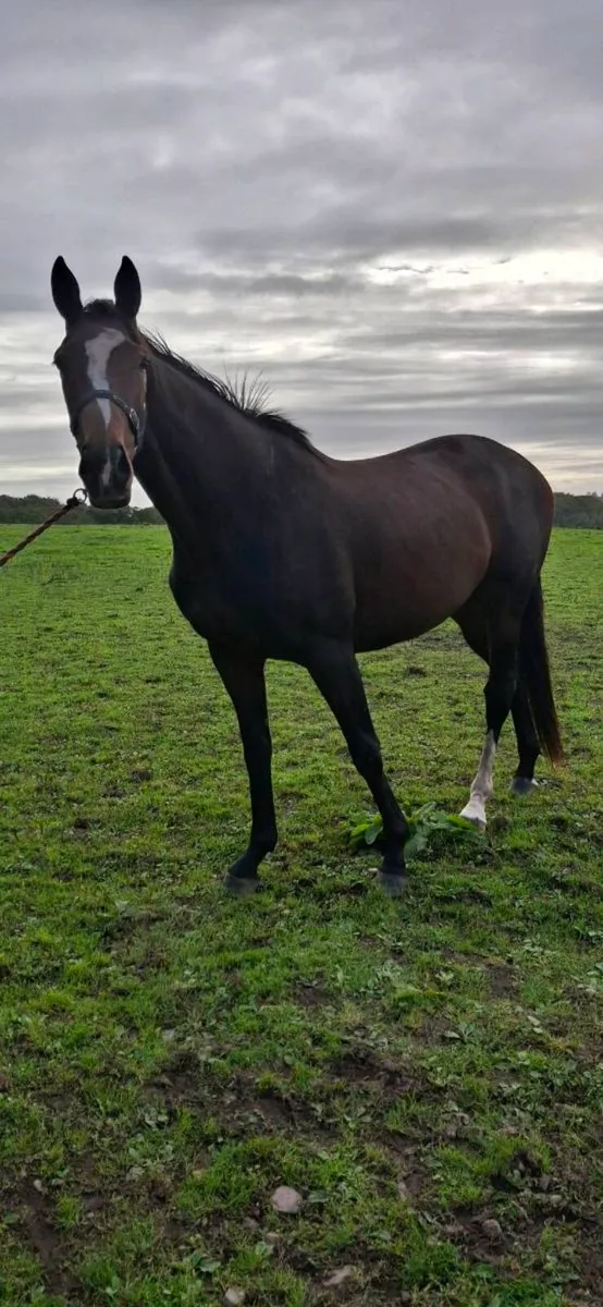 3yo Thoroughbred Berkshire Filly - Image 1