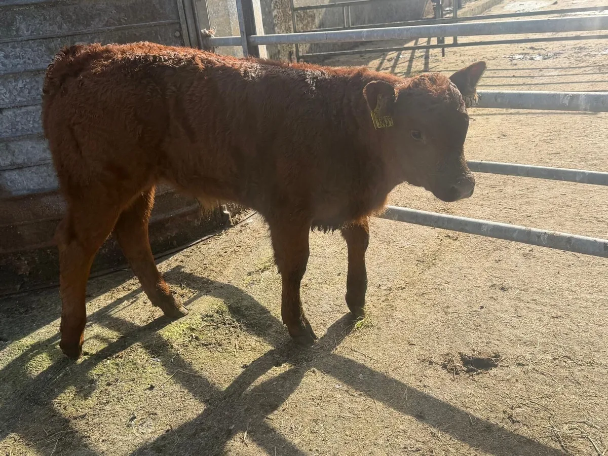 Suckler Bred Red Limousin Bull Calf - Image 3