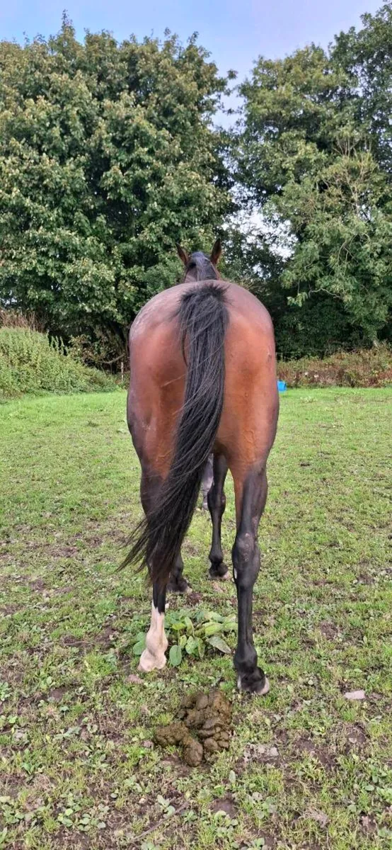 3yo Thoroughbred Berkshire Filly - Image 2