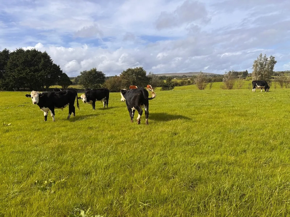 Good quality Hereford bullocks - Image 3