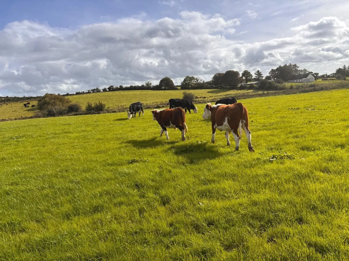 Good quality Hereford bullocks - Image 4