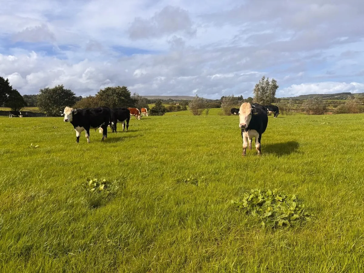 Good quality Hereford bullocks - Image 2