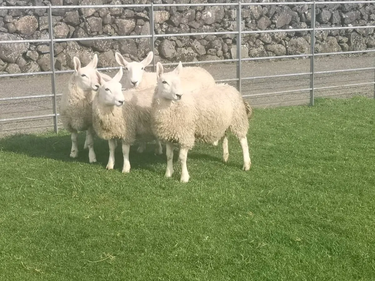 North country cheviot ewe lambs - Image 2
