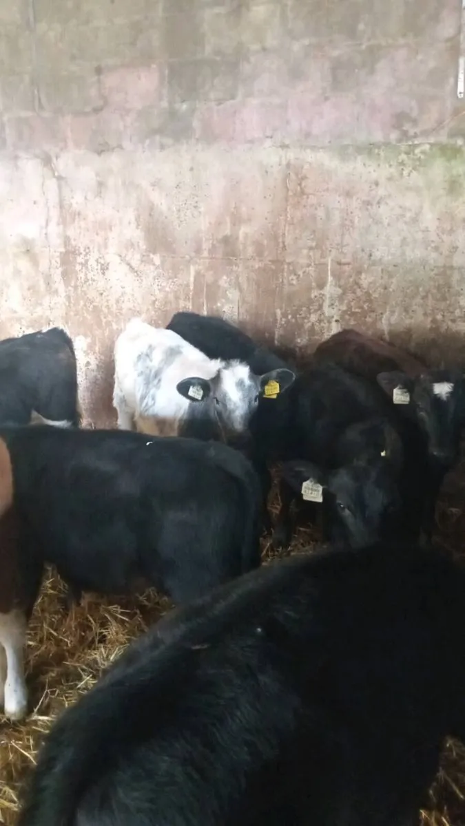 10 weaners - Image 2