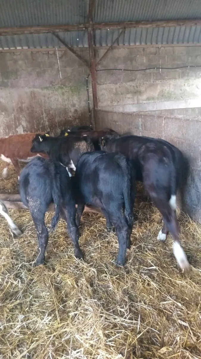 10 weaners - Image 3
