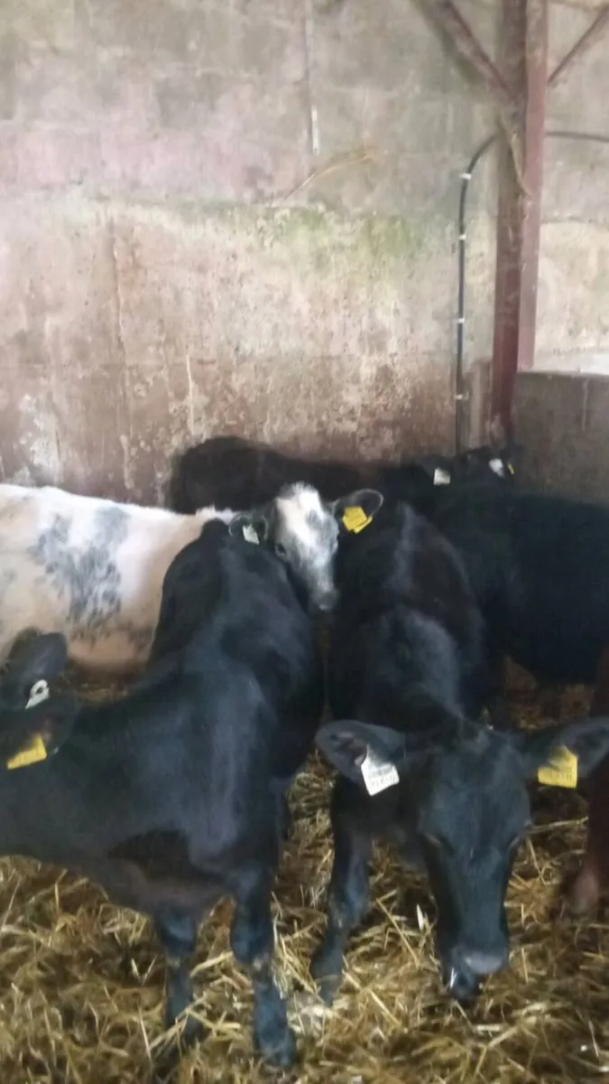 10 weaners - Image 4