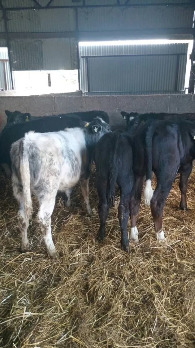 10 weaners - Image 1