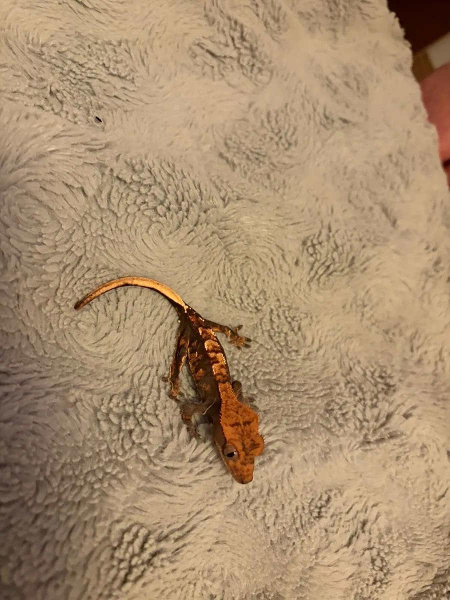 Greater Gecko - Image 2