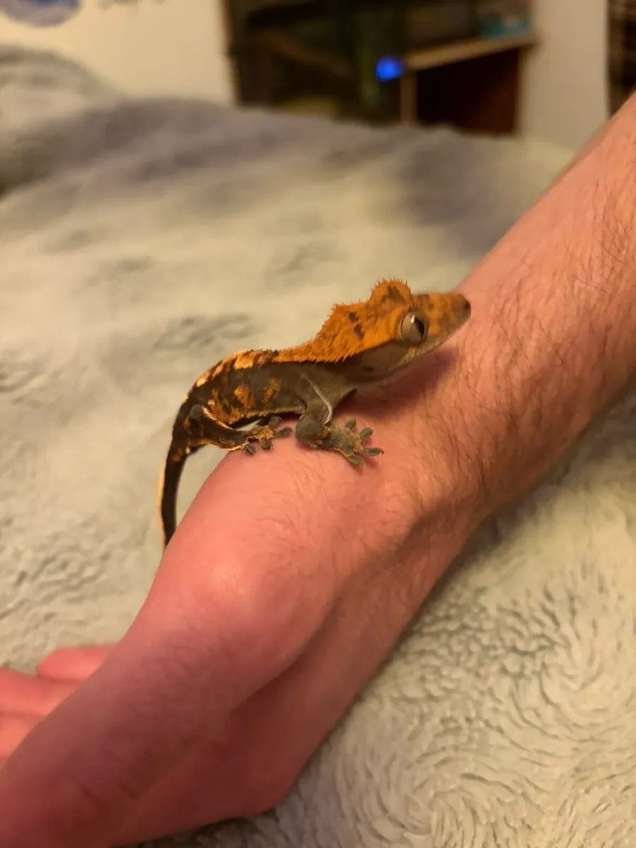 Greater Gecko - Image 3
