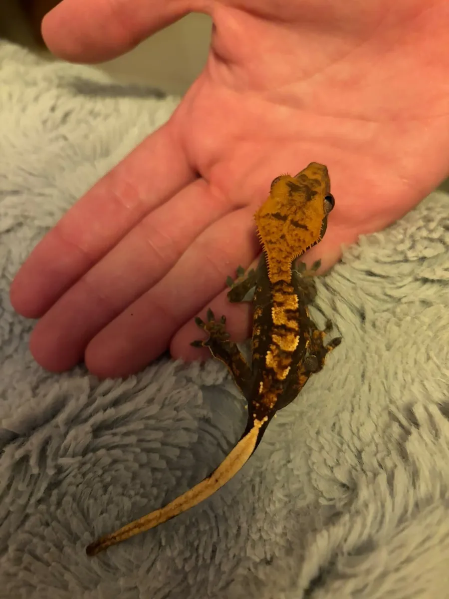 Greater Gecko - Image 1