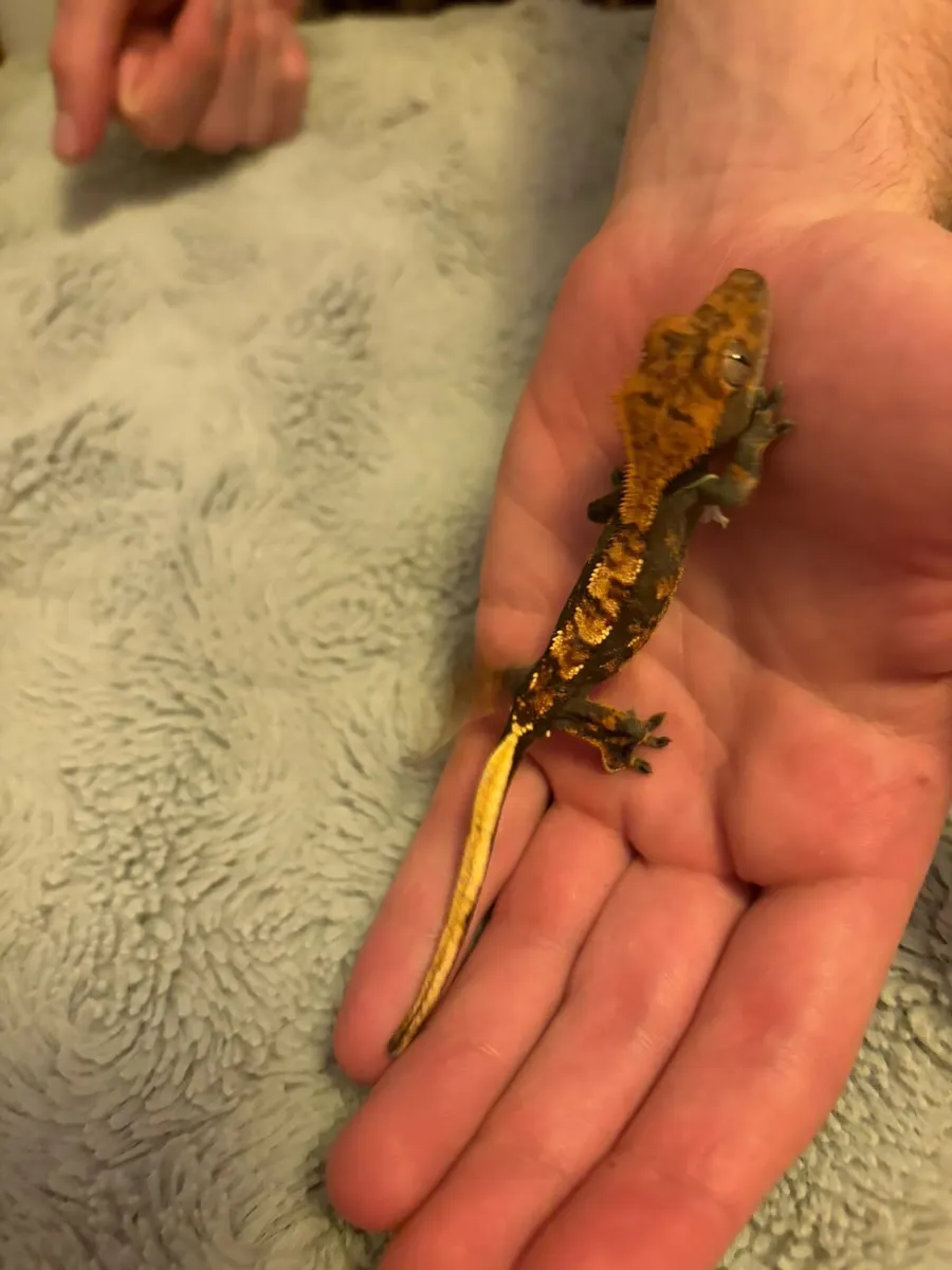 Greater Gecko - Image 4