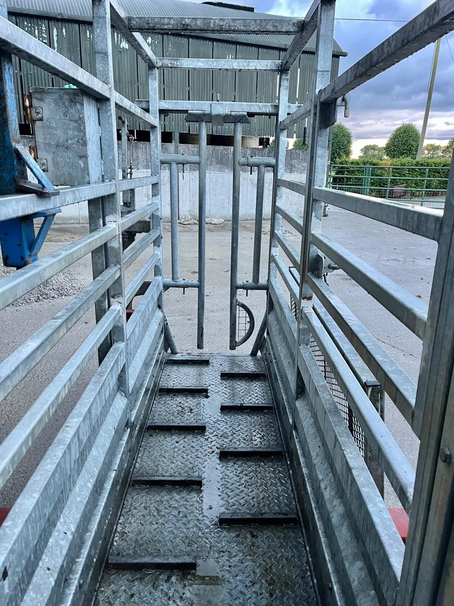 Mobile Cattle Crush & Weighing Scales Crate - Image 4
