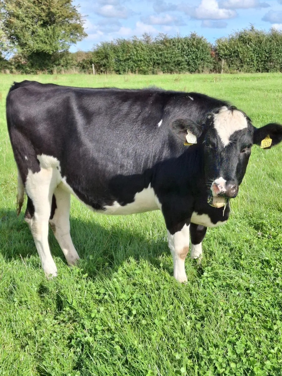 6 in calf Hol/Fr Hfrs - Image 1