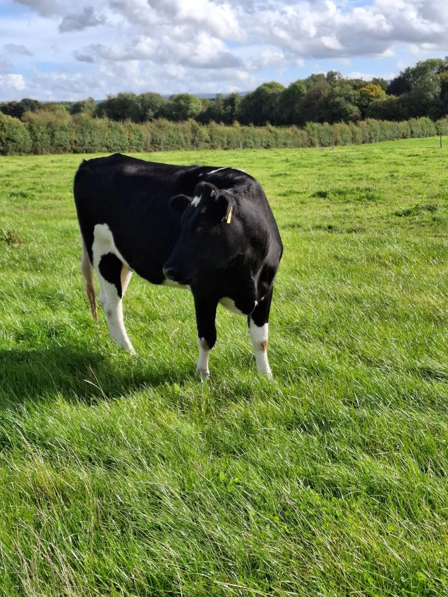 6 in calf Hol/Fr Hfrs - Image 2