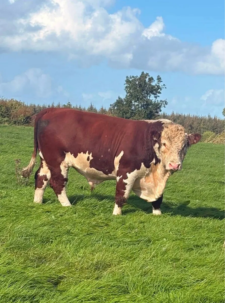 2 year old Pedigree Hereford Bull - Image 1