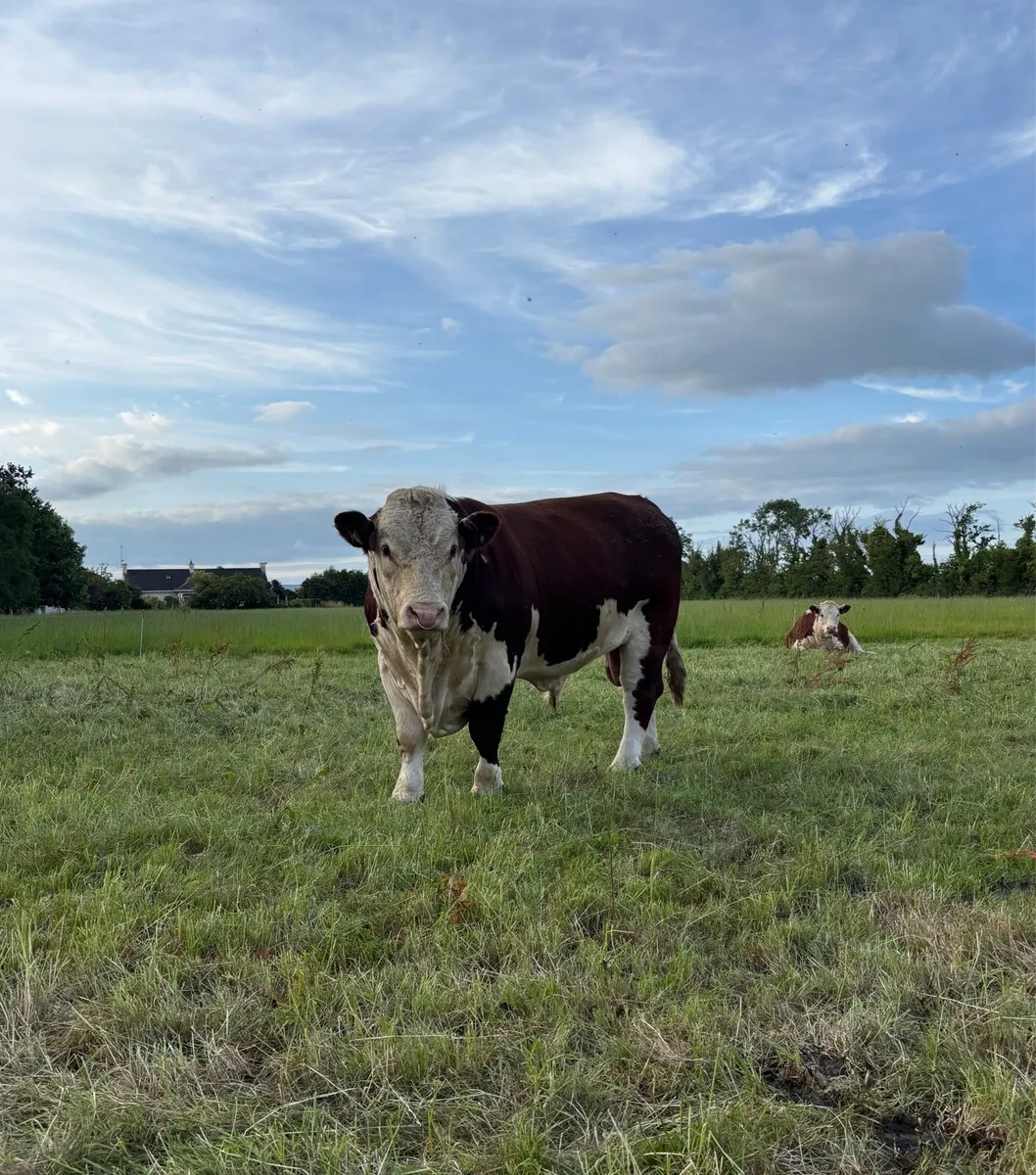 2 year old Pedigree Hereford Bull - Image 2