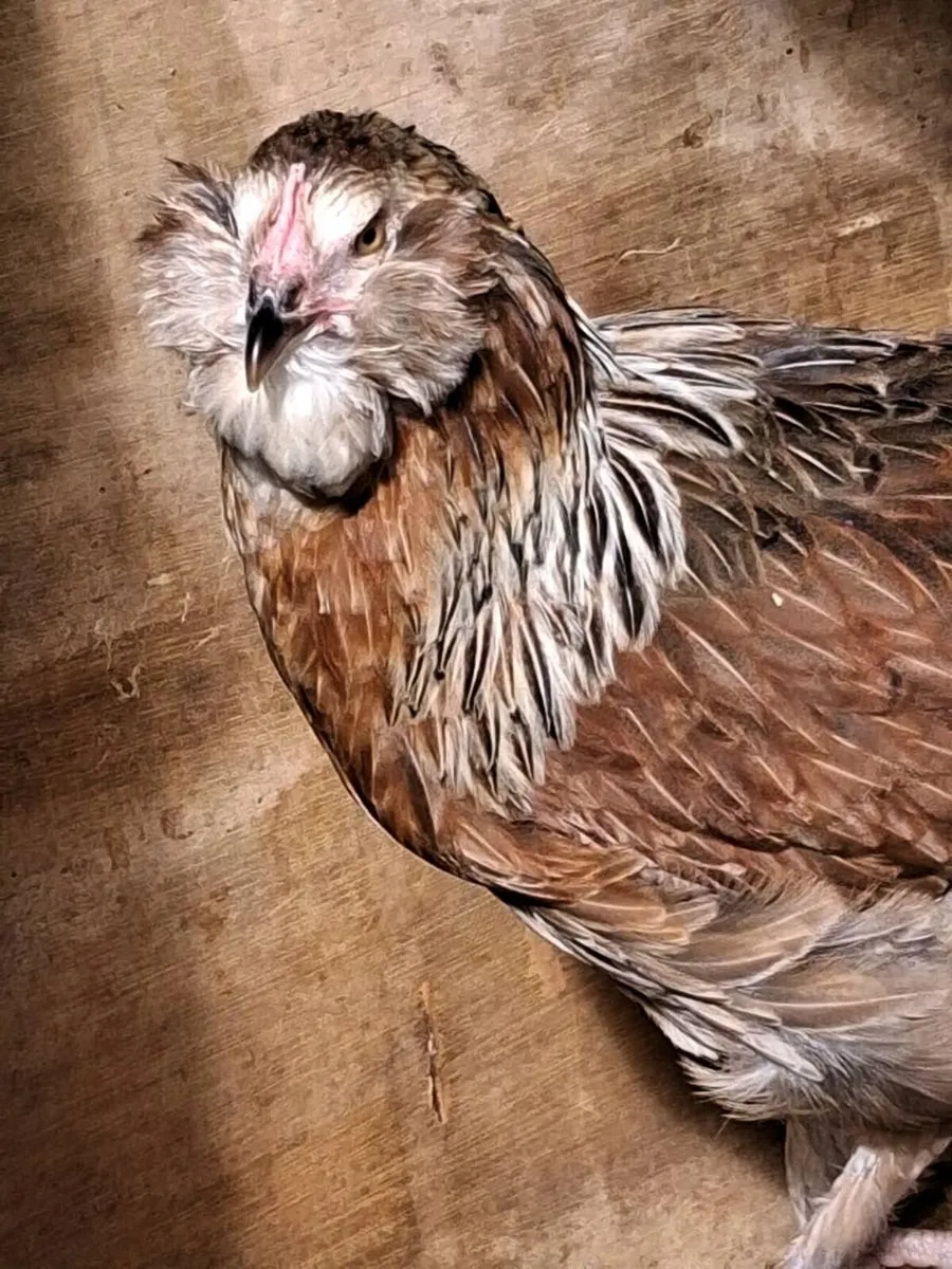 Brahma, Faverolle, silkies, cochins, - Image 2