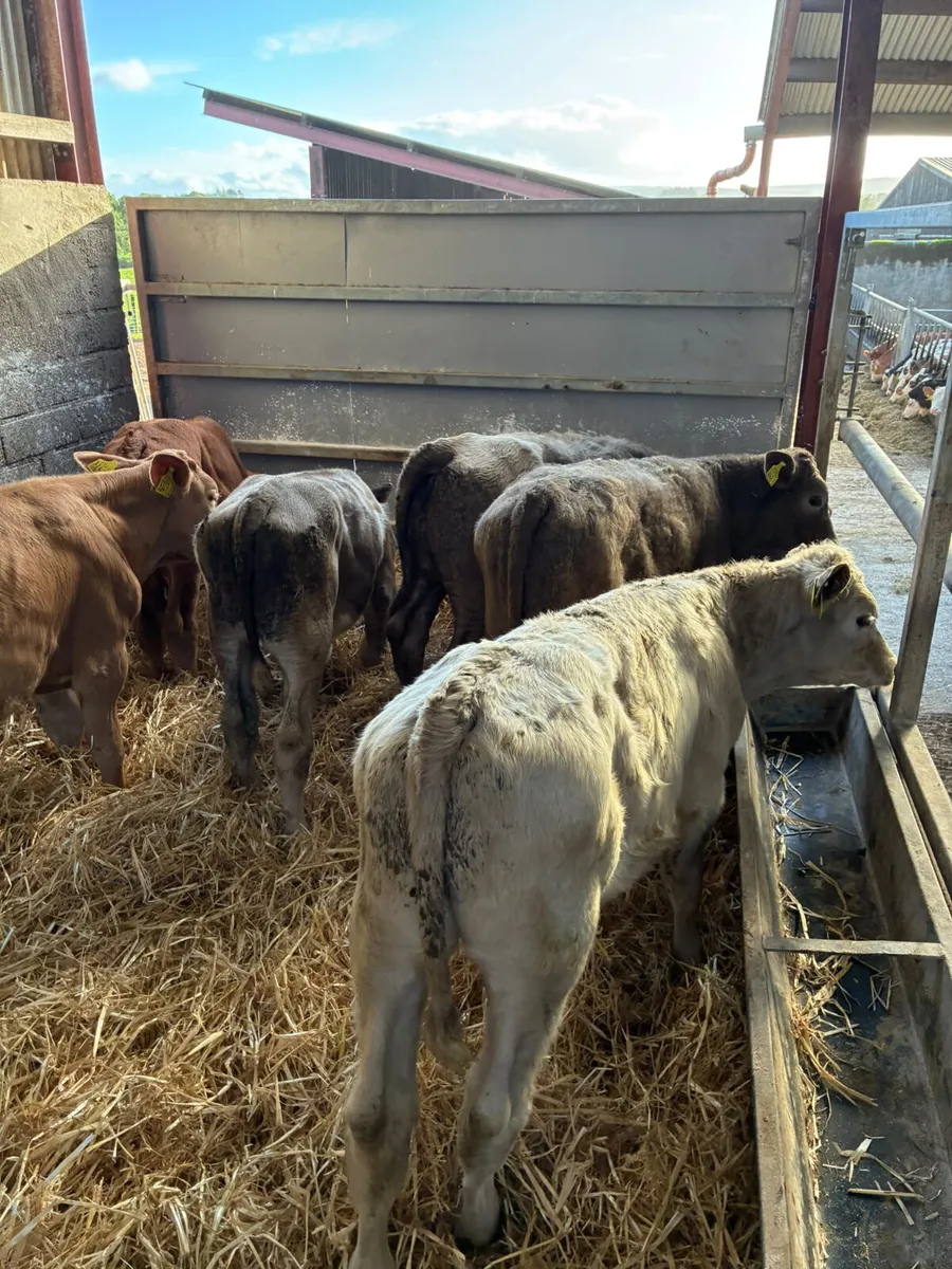 Charolais bulls - Image 4