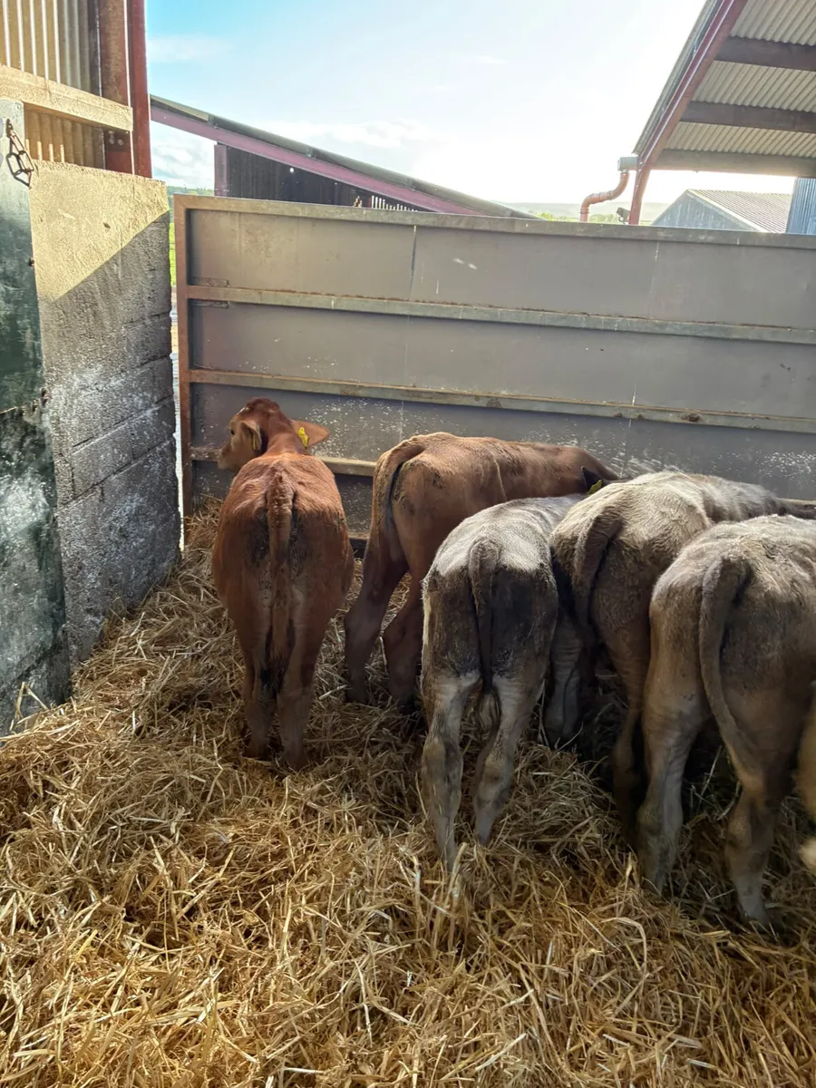 Charolais bulls - Image 3