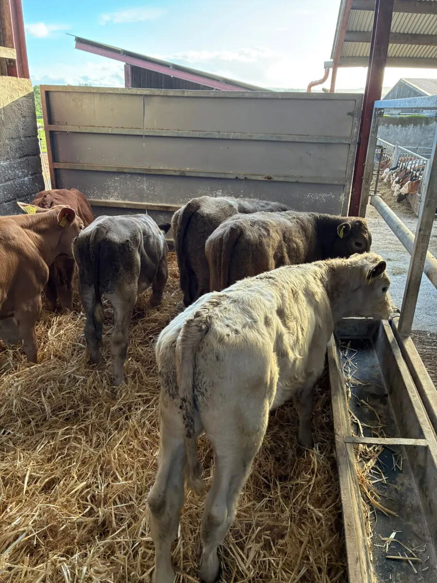 Charolais bulls - Image 2