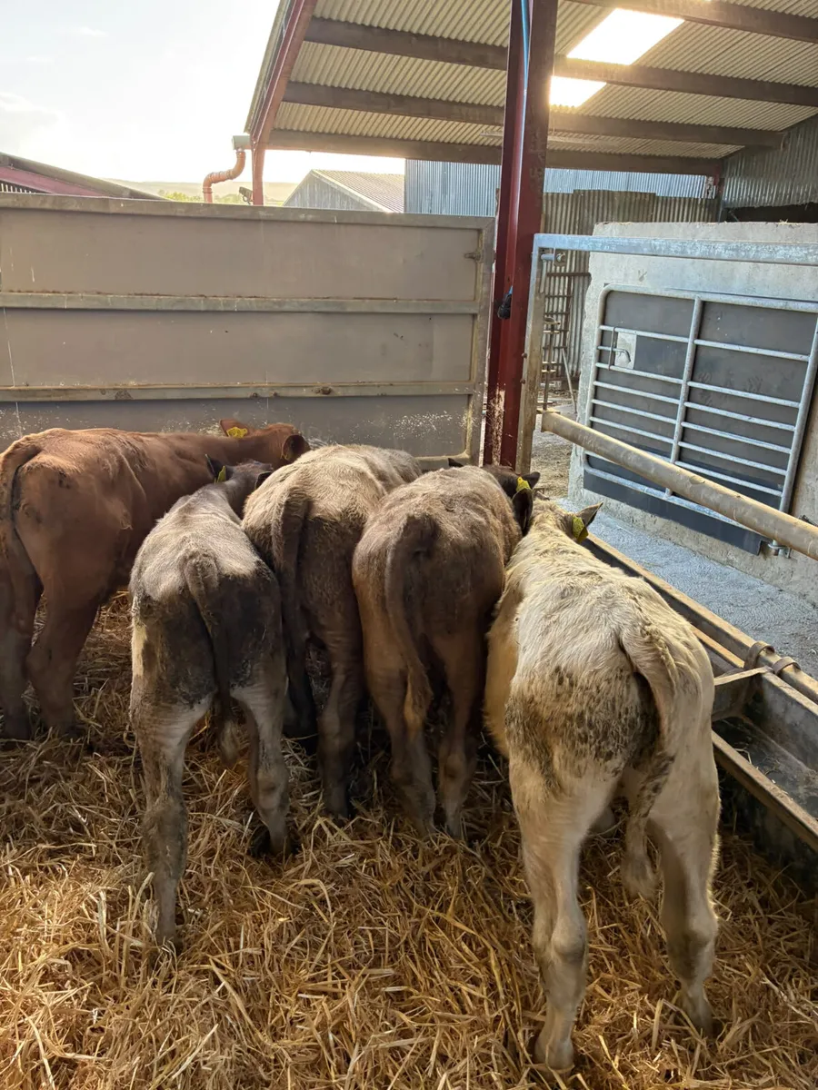 Charolais bulls - Image 1