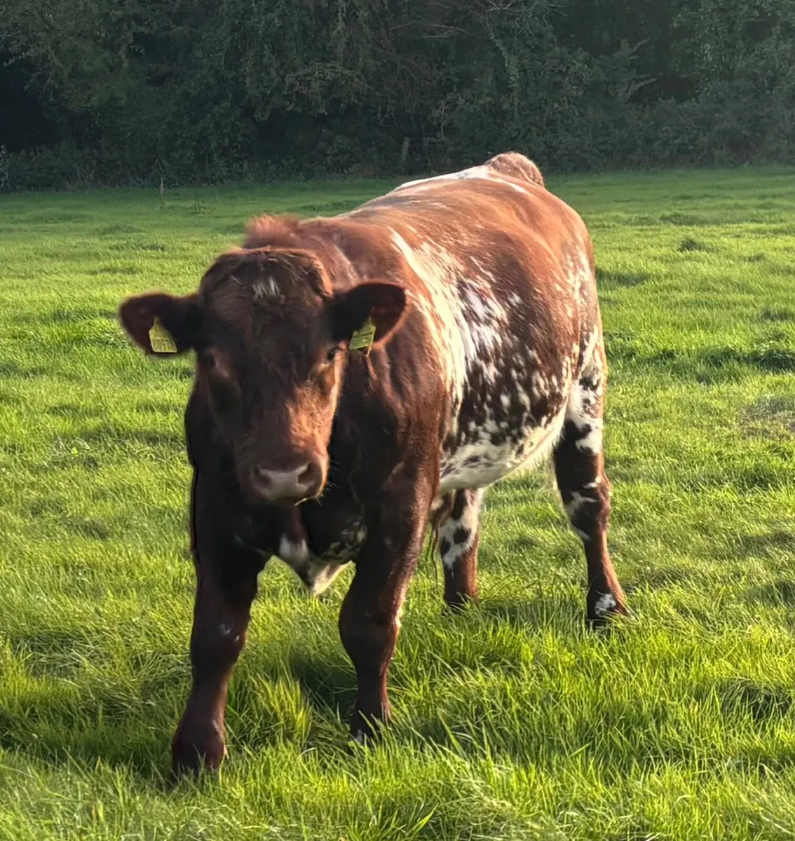 PDR Shorthorn Organic Bull (15mth) - Image 1