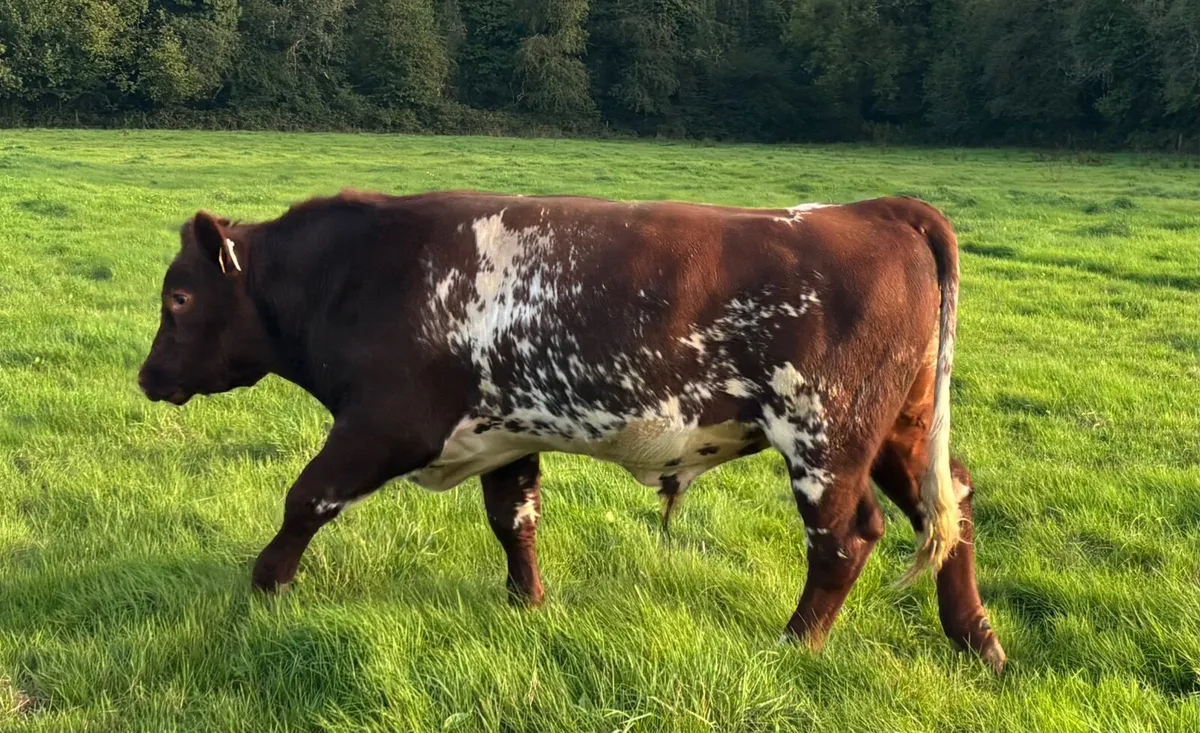 PDR Shorthorn Organic Bull (15mth) - Image 2