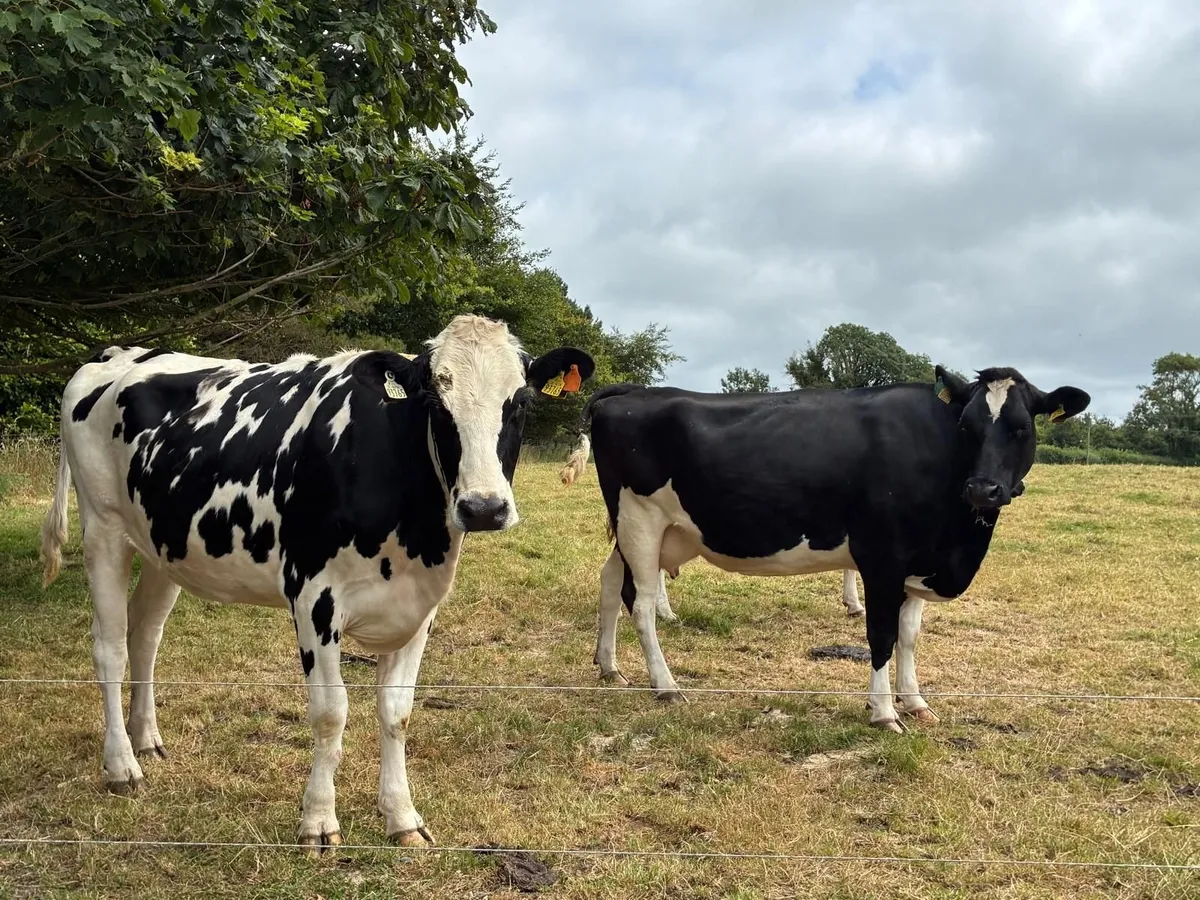 Cows in milk not in calf - Image 2
