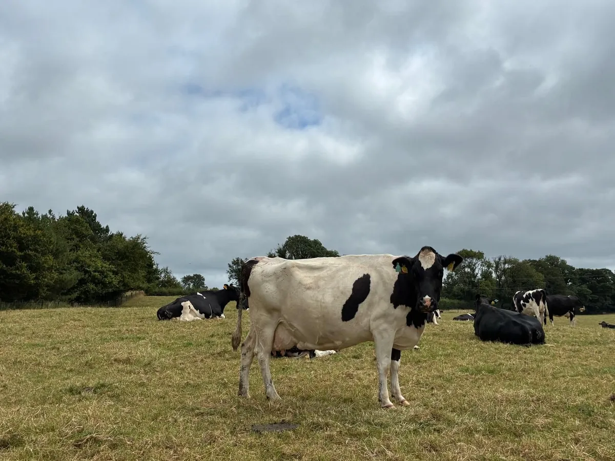 Cows in milk not in calf - Image 1