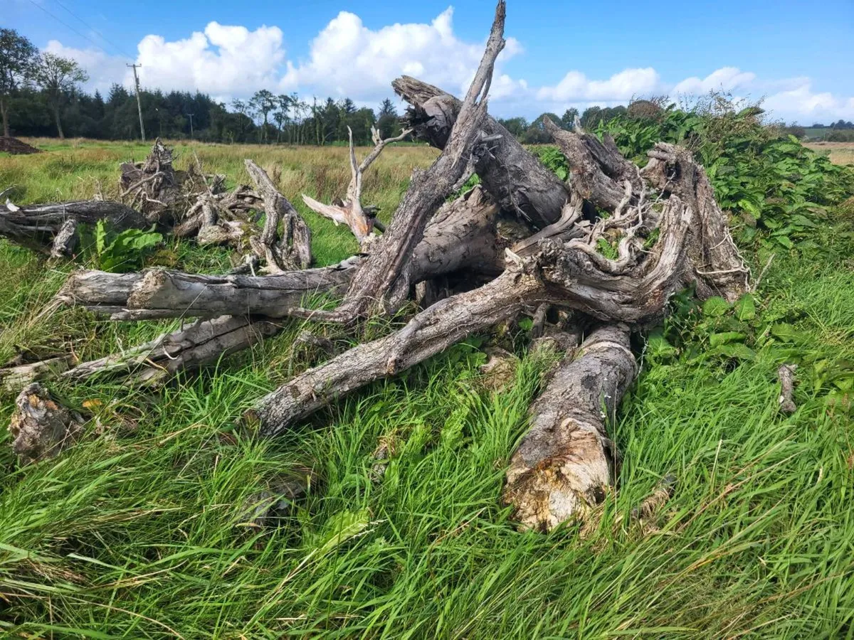 Firewood - Image 1