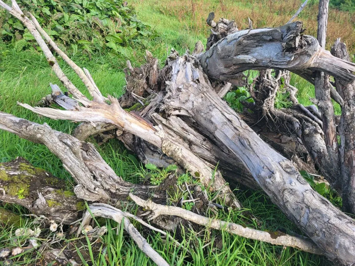 Firewood - Image 2