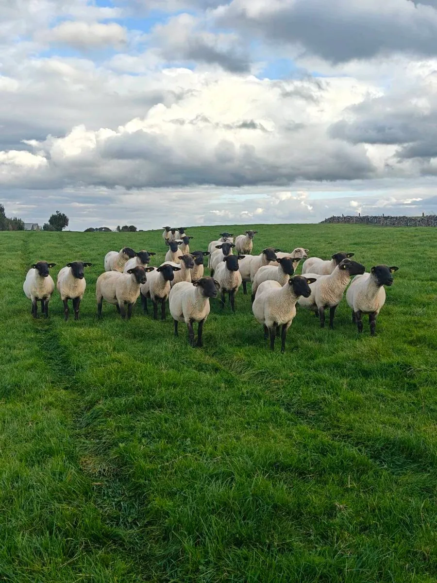 Breeding Ewes - Image 2