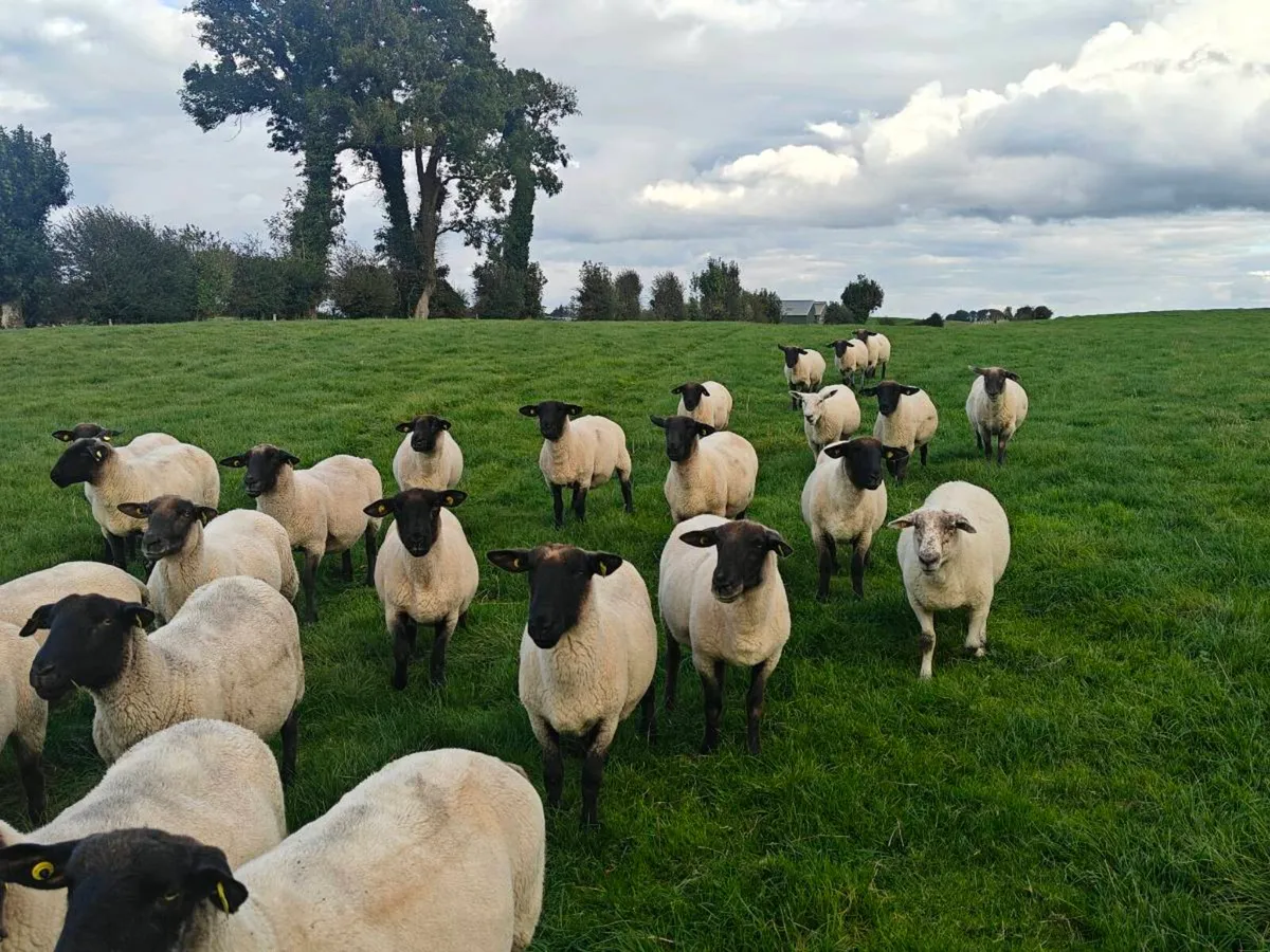 Breeding Ewes - Image 3
