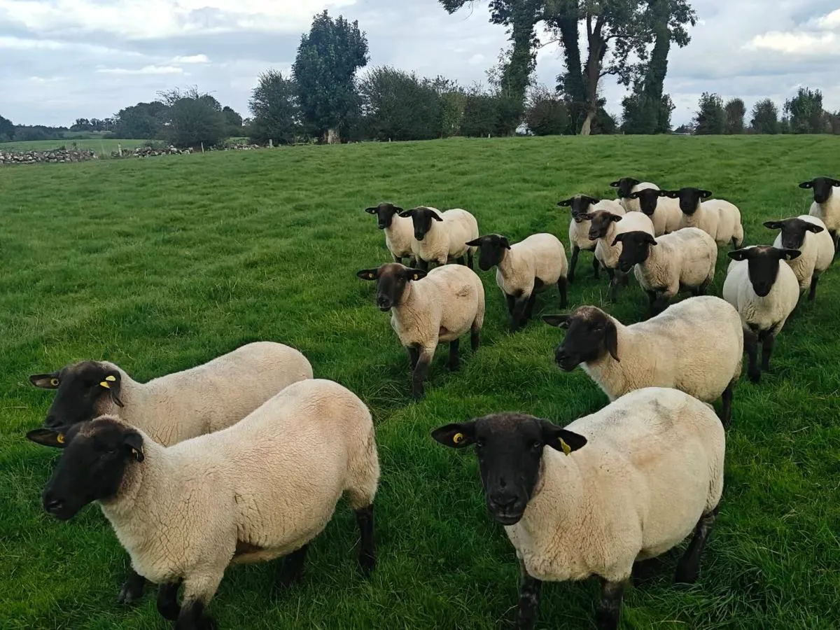 Breeding Ewes - Image 4