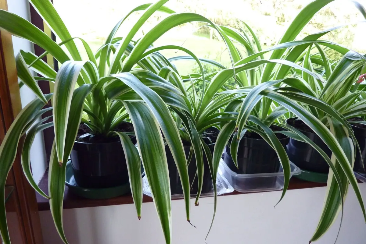 XL spider plants - Image 1