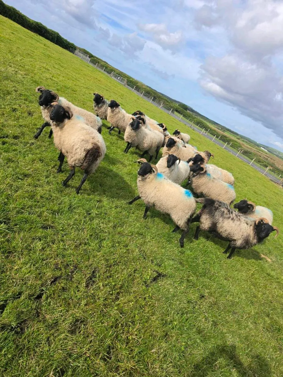 X21 Blackface hoggets - Image 1