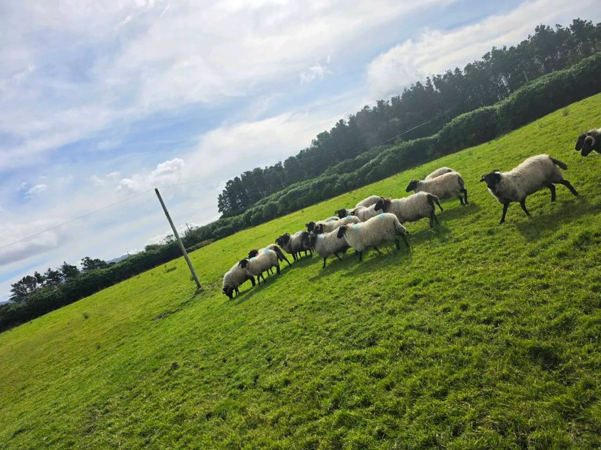 X21 Blackface hoggets - Image 2