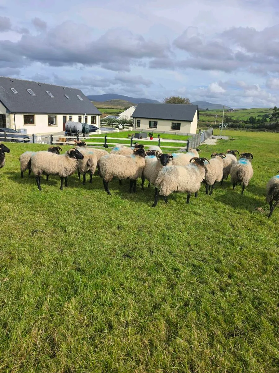 X21 Blackface hoggets - Image 3