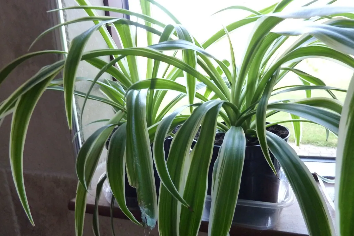 XL spider plants - Image 2