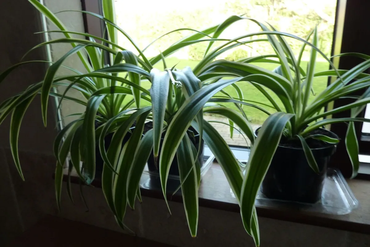 XL spider plants - Image 3