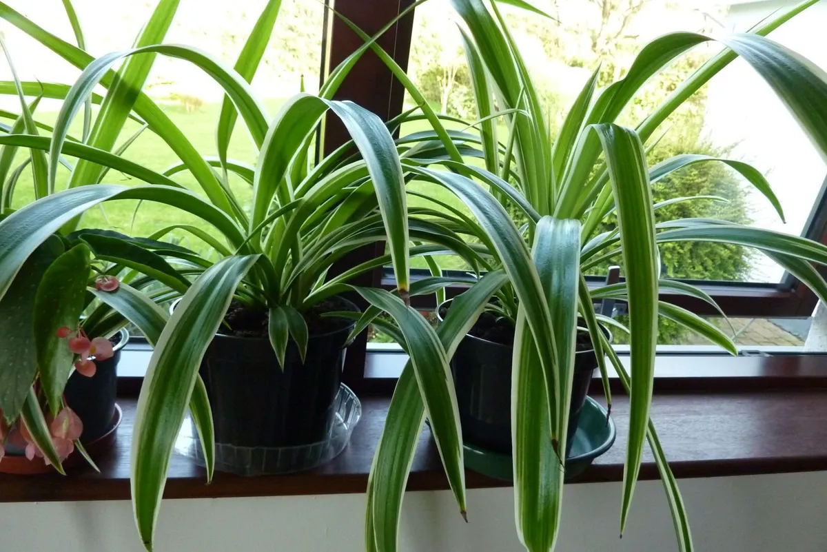 XL spider plants - Image 4
