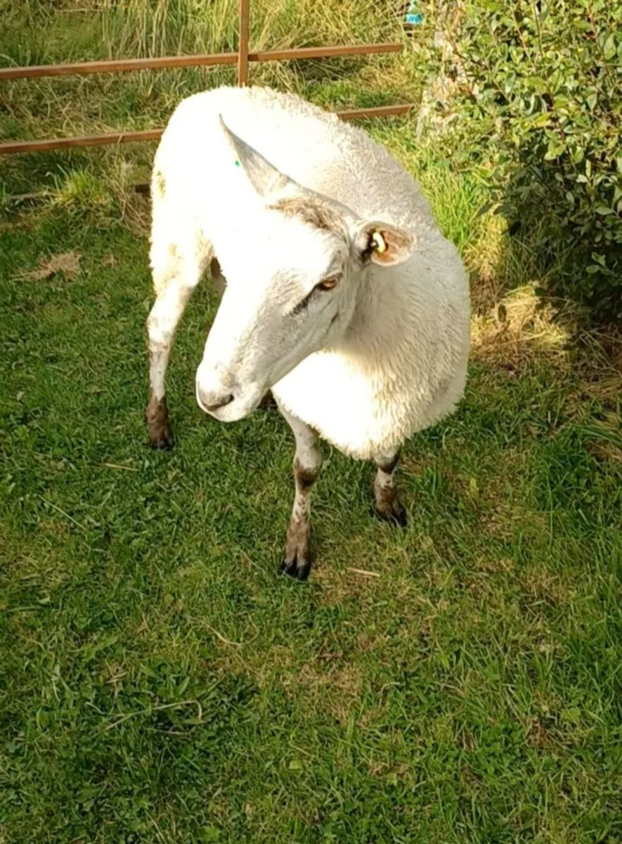 Purebred Bluefaced Leicester Ram- SIS Approved '24 - Image 2
