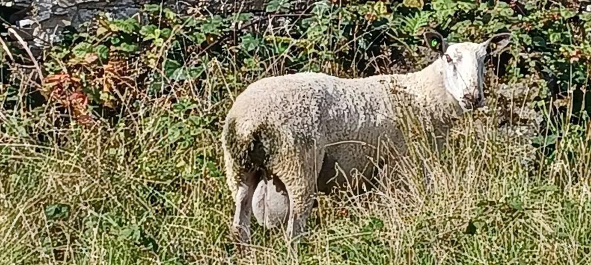 Purebred Bluefaced Leicester Ram- SIS Approved '24 - Image 1